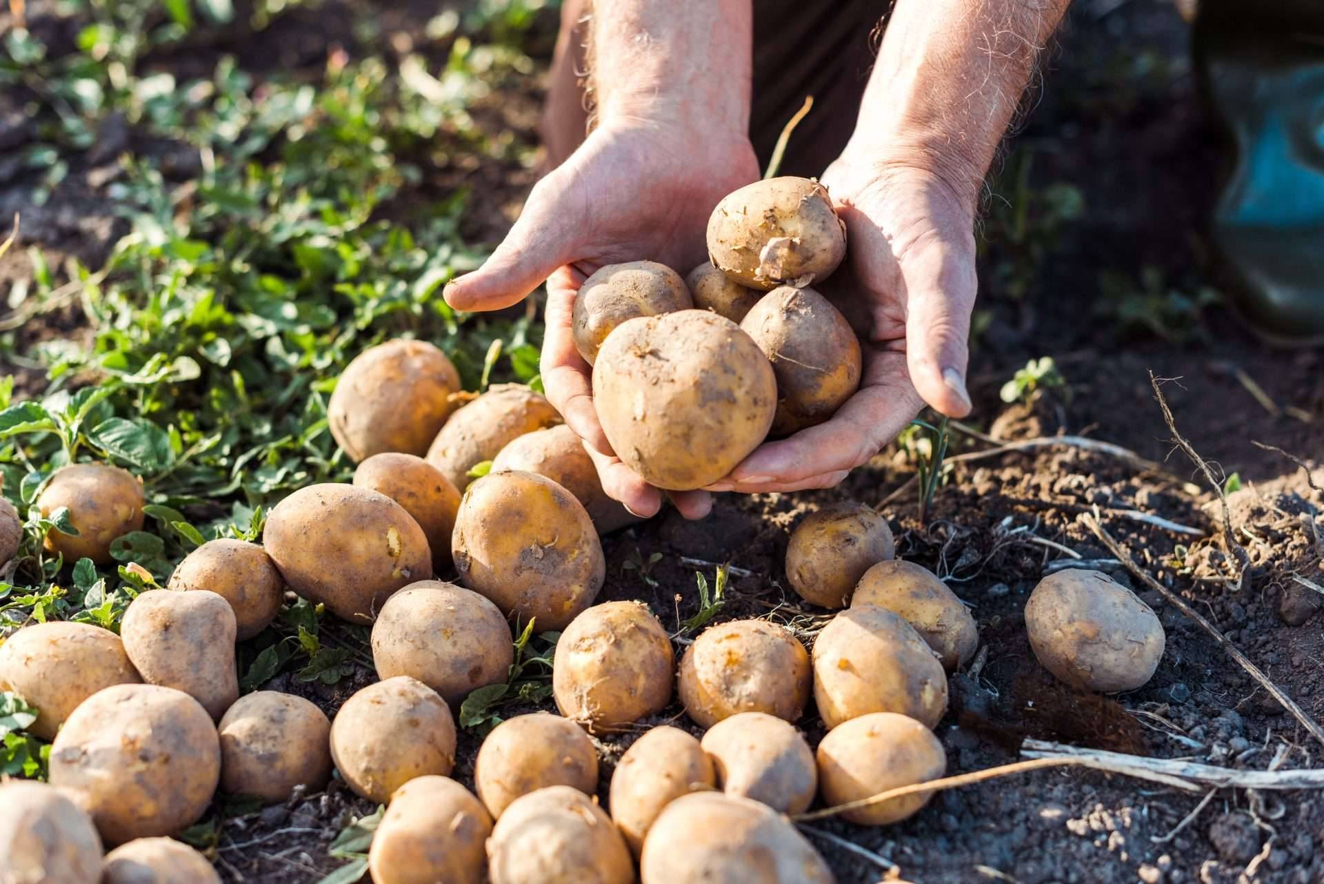 Umidificatori per lavorazione delle patate Umidificatori per lavorazione delle patate
