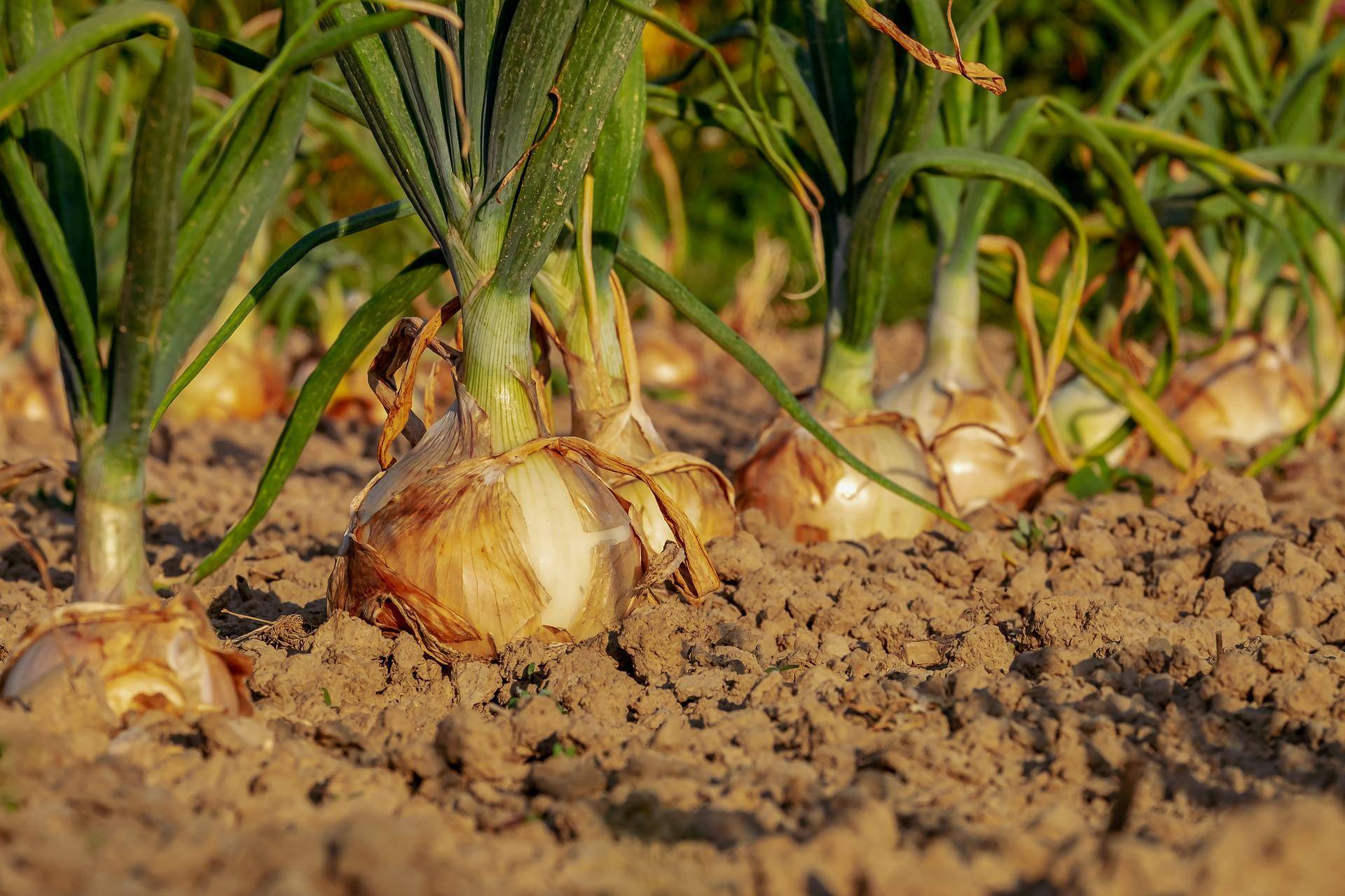 Lavorazione delle cipolle Lavorazione delle cipolle