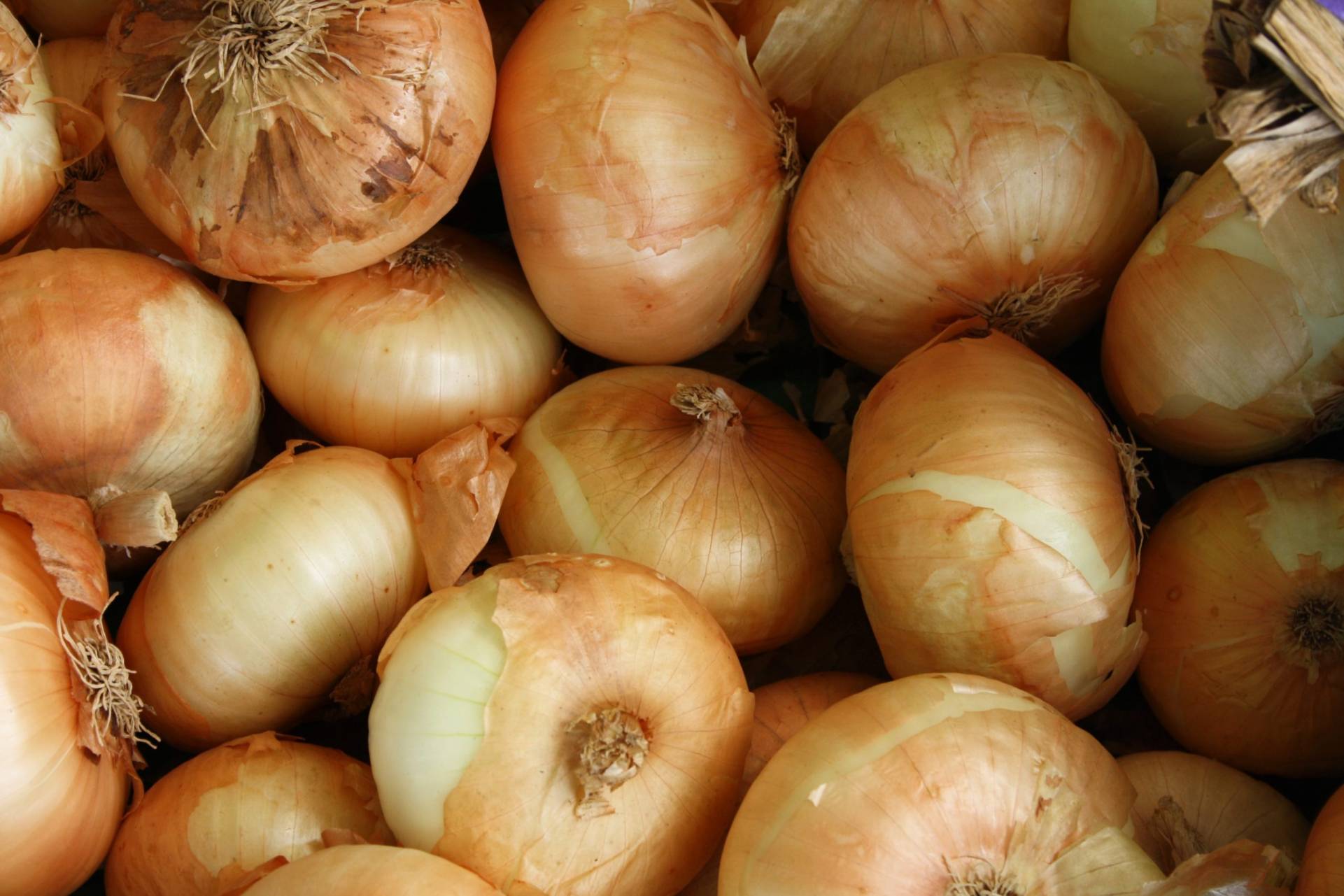 Conservazione delle cipolle Conservazione delle cipolle
