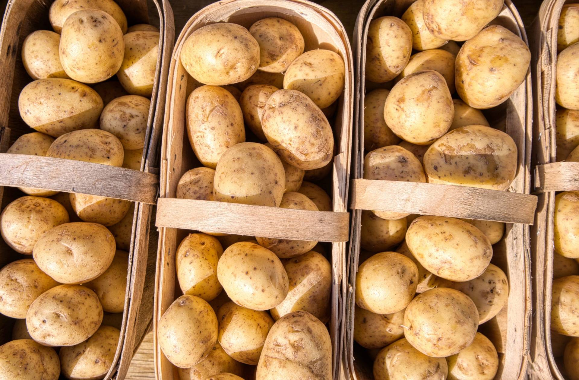 Umidificatori per la conservazione di patate Umidificatori per la conservazione di patate