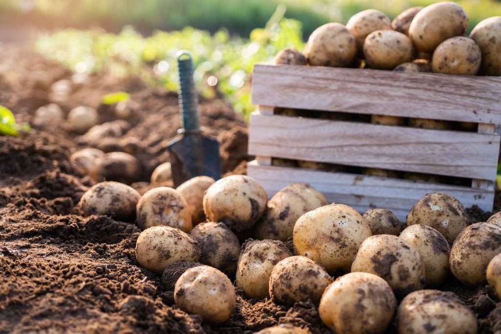Lavorazione delle patate