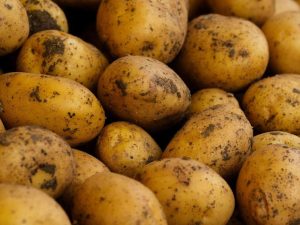 Conservazione patate in celle frigorifere