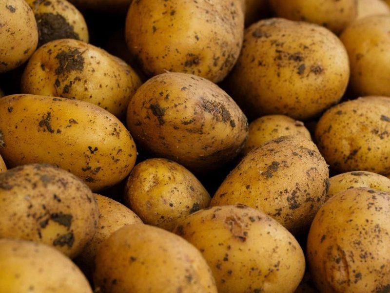Conservazione patate in celle frigorifere