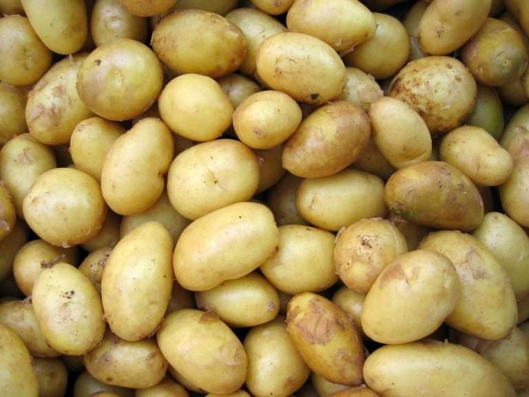 Umidità ideale per le patate
