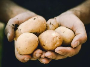 Umidità ottimale per le patate