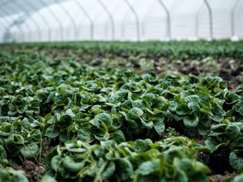Umidificazione per le serre e coltivazione di alimenti