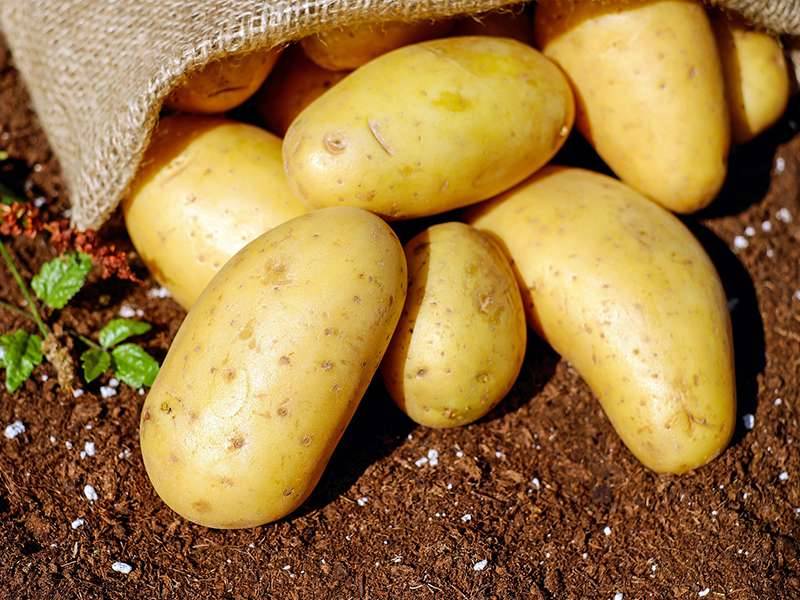 Umidificatori per lavorazione delle patate